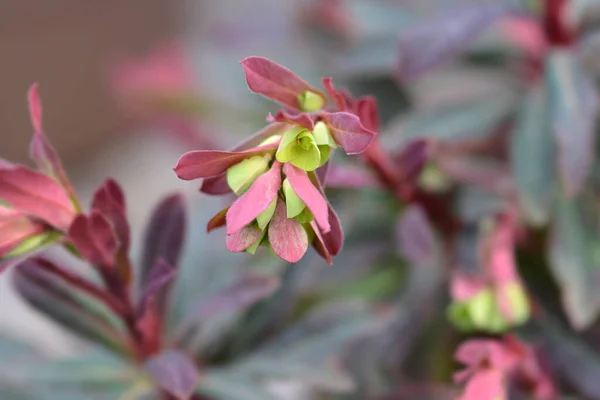 Wood Spurge Purpurea Flower 라틴어 Euphorbia Amgydaloides Purpurea — 스톡 사진