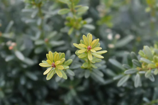 태즈메이니아 주걱푸른 라틴어 Podocarpus Alpinus — 스톡 사진