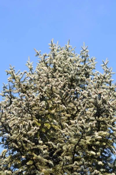 콜로라도 화이트 전나무 라틴어 Abies Concolor — 스톡 사진