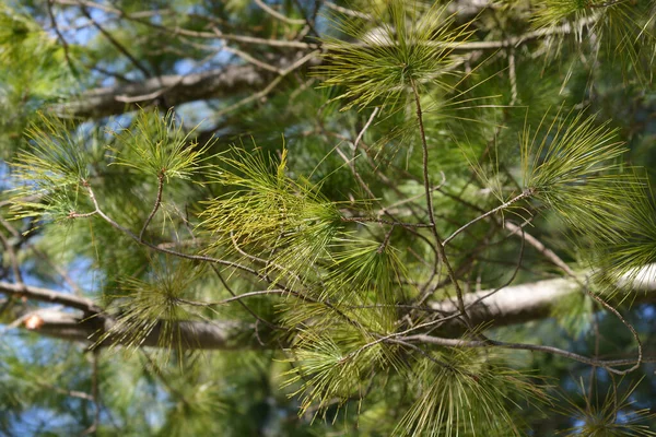 Eastern White Pine Latin Name Pinus Strobus — Stock Photo, Image