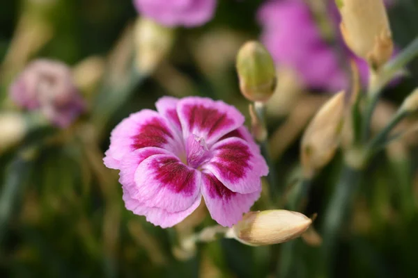 Beijos Cor Rosa Cravo Nome Latino Beijos Cor Rosa Dianthus — Fotografia de Stock