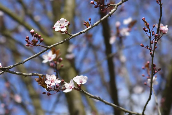 Δαμάσκηνο Λατινική Ονομασία Prunus Cerasifera Nigra — Φωτογραφία Αρχείου