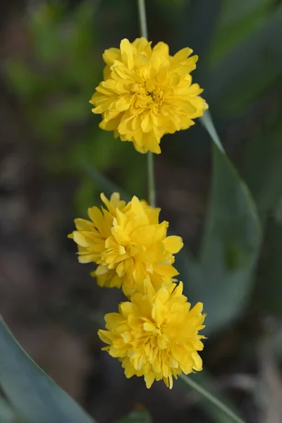 Podwójnie Kwitnąca Japońska Róża Nazwa Łacińska Kerria Japonica Pleniflora — Zdjęcie stockowe