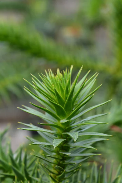 Monkey Puzzle Tree Latin Name Araucaria Araucana — Stock Photo, Image