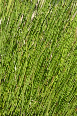 Su atı kuyruğu - Latince adı - Equisetum fluviatile