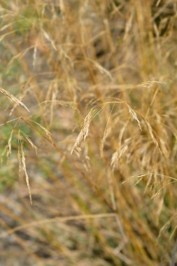 Dry common thatching grass - Latin name - Hyparrhenia hirta clipart