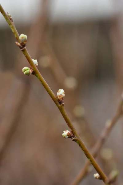Větev Agen Plum Latinský Název Prunus Domestica Agen — Stock fotografie