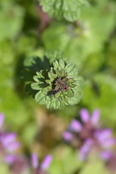 Vista Superior Vermelha Urtiga Morta Nome Latino Lamium Purpureum — Fotografia de Stock