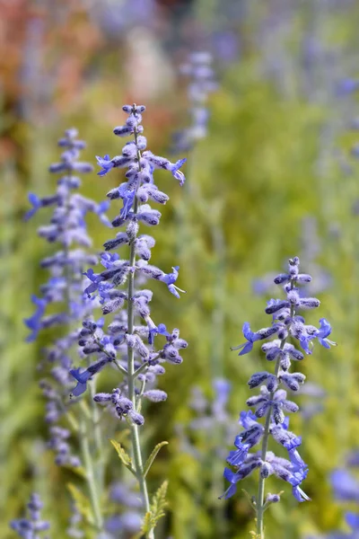 Lacey Blue Sábio Russo Nome Latino Perovskia Atriplicifolia Lacey Blue — Fotografia de Stock