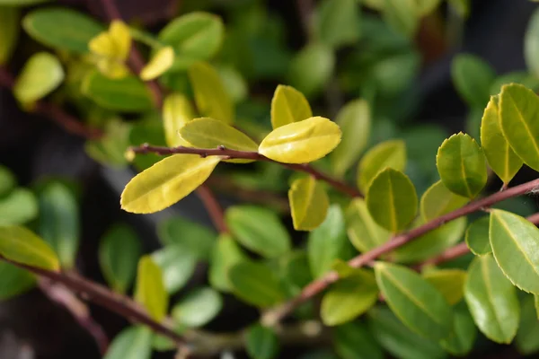 Κουτί Φύλλα Holly Golden Gem Λατινική Ονομασία Ilex Crenata Golden — Φωτογραφία Αρχείου