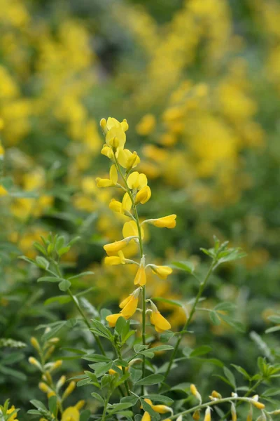 Fleurs Balai Pâques Nom Latin Genista Spachiana — Photo