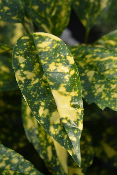 Laurel Japonés Variegado Crotonifolia Nombre Latino Aucuba Japonica Crotonifolia —  Fotos de Stock