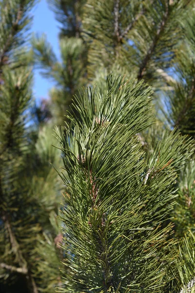 Боснійсько Латинська Назва Pinus Heldreichii Var Лейкодермія — стокове фото
