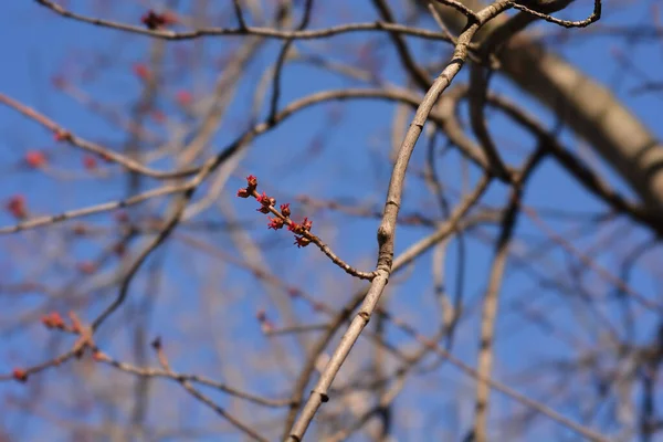 Silver Maple Branch Latin Name Acer Saccharinum — Stock Photo, Image