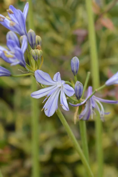Mavi Afrika Lily Çiçek Latince Adı Agapanthus Africanus — Stok fotoğraf