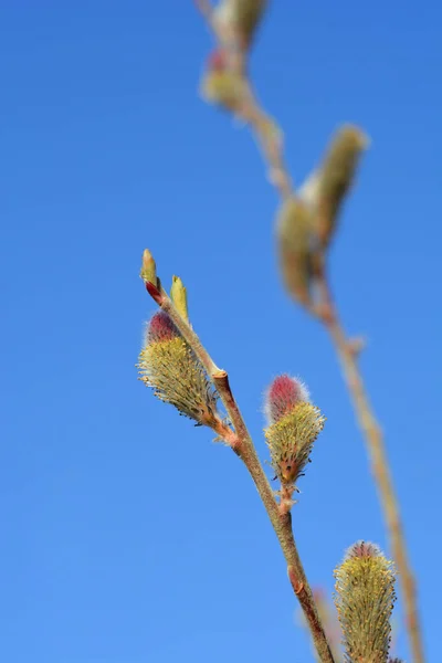 Rose Gold Pussy Willow Latin Name Salix Gracilistyla Mount Aso — Stock Fotó