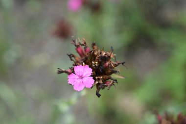 Hırvat karanfil pembe çiçekleri - Latince adı - Dianthus giganteus subsp. croaticus