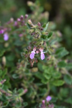 Genel Alman pembe çiçekleri - Latince adı - Teucrium chamaedrys