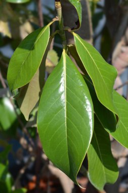 Güney manolya yeni yaprakları - Latince adı - Manolya grandiflora