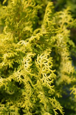 Hinoki servisi Lucas - Latince adı Chamaecyparis obtusa Lucas