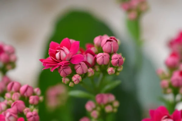 Pink Florist Kalanchoe Латинское Название Kalanchoe Blossfeldiana — стоковое фото