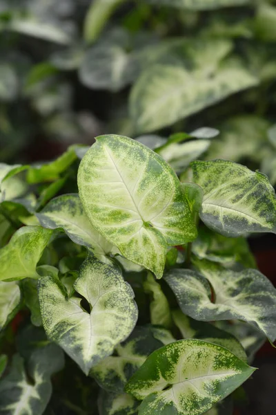 Butterfly Plant Pixie Leaves Latin Name Syngonium Pixie — Stock Photo, Image