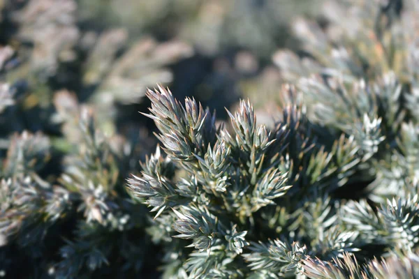 Flaky Juniper Blue Star Latin Név Juniperus Squamata Blue Star — Stock Fotó