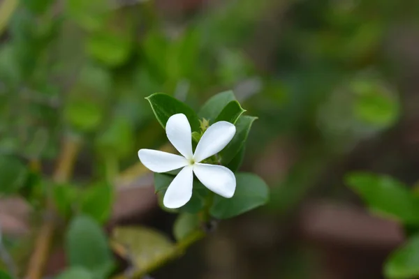 Natal Plum Flower Латинское Название Carissa Macrocarpa — стоковое фото