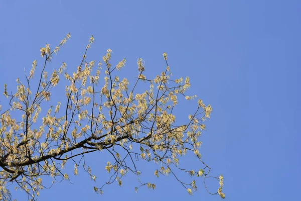 Boxelder Maple Латинська Назва Acer Negundo — стокове фото