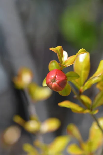 ザクロの花の芽 ラテン語名 プニカ属 — ストック写真