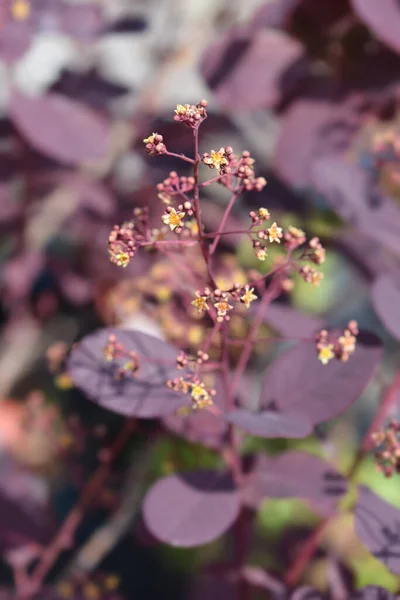 Smoke Tree Royal Purple Nome Latino Cotinus Coggygria Royal Purple — Fotografia de Stock