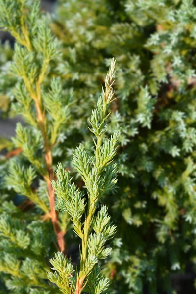 Flaky Juniper Blue Swede Latin Name Juniperus Squamata Blue Swede — Stock Photo, Image