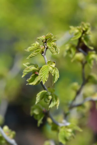 Tirbuşon Hazel Twister Latince Adı Corylus Avellana Twister — Stok fotoğraf