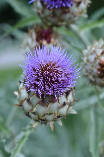 Cardo Alcachofa Nombre Latino Cynara Cardunculus — Foto de Stock