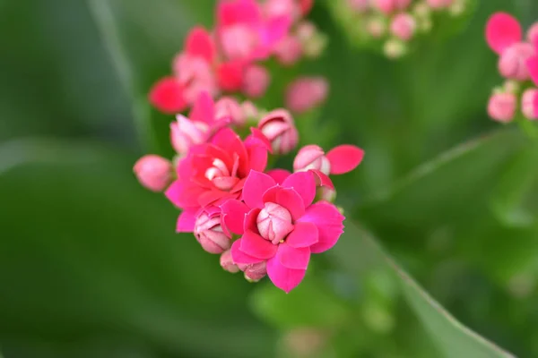 Pink Florist Kalanchoe Латинское Название Kalanchoe Blossfeldiana — стоковое фото