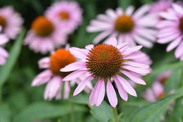 Pink coneflower Rubinstern - Латинское название - Echinacea purpurea Rubinstern