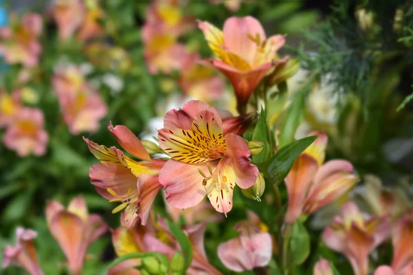 Перуанська Лілія Маджестик Анрі Латинська Назва Alstroemeria Majestic Henri — стокове фото