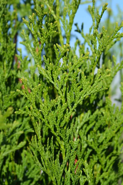 Smaragd Arborvitae Latin Name Thuja Occidentalis Smaragd — Stock Photo, Image