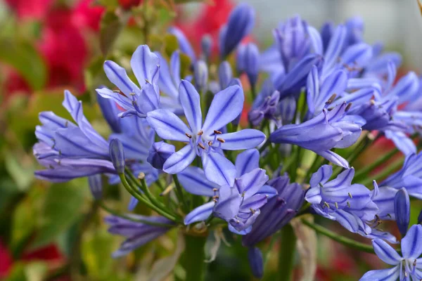 Fleurs Lys Bleu Africain Nom Latin Agapanthus Africanus — Photo