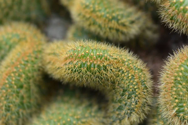 Rat Tail Cactus Nome Latino Cleistocactus Winteri Forma Cristata Hildewintera — Fotografia de Stock