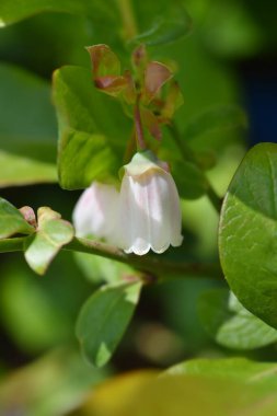 Yabanmersini Elizabeth - Latince adı - Aşı Corymbosum Elizabeth
