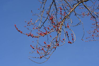 Çiçekli gümüş akçaağaç dalı - Latince adı - Acer saccharinum