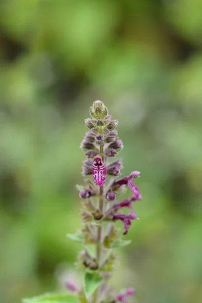 Kwiat Żywopłotu Nazwa Łacińska Stachys Sylvatica — Zdjęcie stockowe