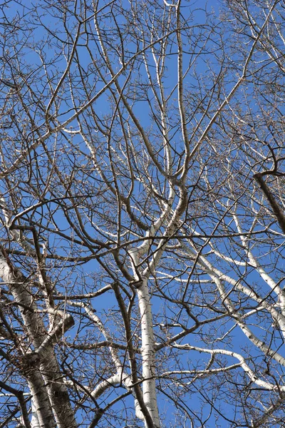 Weiße Pappel Lateinischer Name Populus Alba — Stockfoto