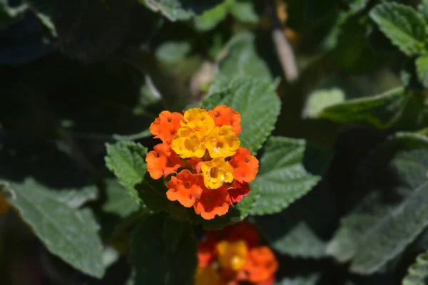 Krzew Verbena Kwiat Bliska Łacińska Nazwa Lantana Camara — Zdjęcie stockowe