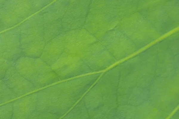 Sacred Lotus Leaf Detail Латинское Название Nelumbo Nucifera — стоковое фото