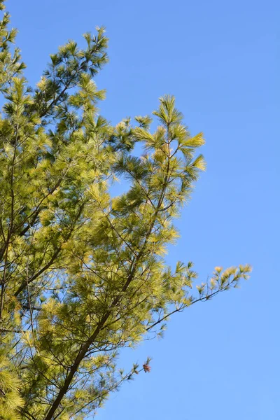 Східна Біла Соснова Назва Pinus Strobus — стокове фото