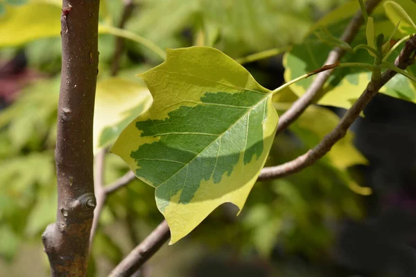 Tulip Tree Aureomarginatum Leaves Latin Name Liriodendron Tulipifera Aureomarginatum — Stock Photo, Image