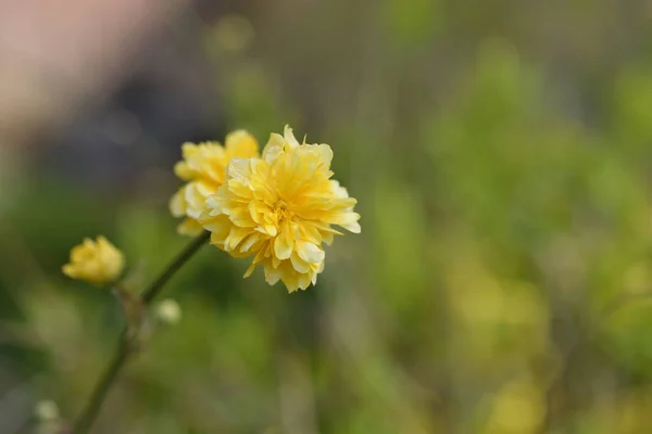 Podwójnie Kwitnąca Japońska Róża Nazwa Łacińska Kerria Japonica Pleniflora — Zdjęcie stockowe