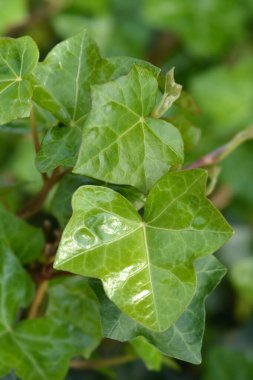 Atlantik sarmaşık yaprakları - Latince adı - Hedera hibernica